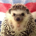 13267368_640453202772300_618226385_a