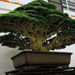 13129146_1155105287875329_139901804_a