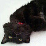 11356355_1652174821689162_1623485650_a