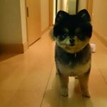 13257109_1713311835612167_2134493892_a