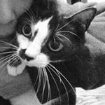 12976662_1687462098209315_649537809_a