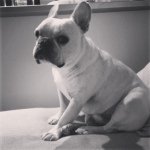 11376199_1614614828810044_1980179347_a