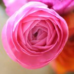 10899396_1576206915959659_602225460_a