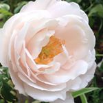 13277745_1565139180453286_1965581845_a