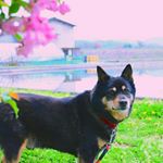 12751500_1695479640694305_1306219879_a