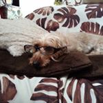 13257072_1603210366662668_249109348_a