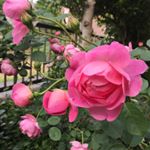 13266932_173864276345165_2111485638_a