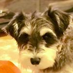 13298054_585947744914995_1247652225_a