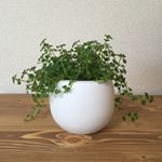 13166871_560519264120293_1961207164_a