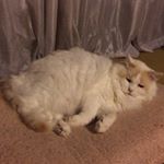 11311557_430423580478112_123041839_a