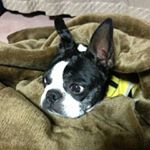 13108612_1661514800836328_1882826259_a