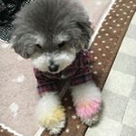 13256849_1599687970321870_1925094459_a