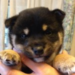 10914477_622861824526465_562185832_a