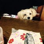 11374263_1510146642634632_343324959_a