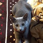 12093430_1507554566225803_1147116758_a