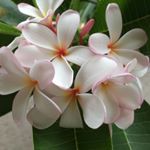 12716464_1525338004436096_951981158_a