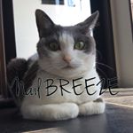 12918522_1583407971987460_1043622168_a