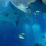 10735474_618146664962776_424846354_a