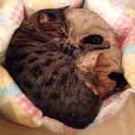 11191216_855877994500382_68548248_a