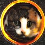 10570156_140029473037402_1015552434_a