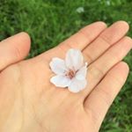 12918650_730249910451430_1065456154_a