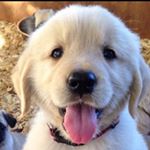 13249958_137803823296383_615240896_a