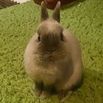 12547270_176176062749979_1106663676_a