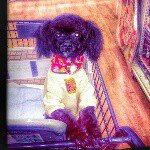 10864781_1512509622343899_864253297_a