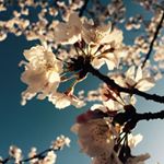 12934906_1006784859401886_1774841763_a