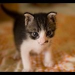 11326144_126623881011096_805764286_a