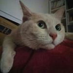 12093248_916742928406465_1874620077_a