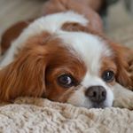 12139902_1625127601070425_531000457_a