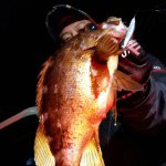 11023201_1554693428135098_11776888_a