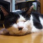 10362302_694541473935548_959866633_a