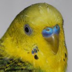 11363728_756854801103267_188732415_a