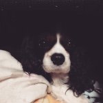 11055819_1393076254342338_1881319383_a