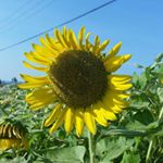 11325626_1480474762262759_1691690444_a