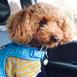 12558890_1118663391498490_730037202_a