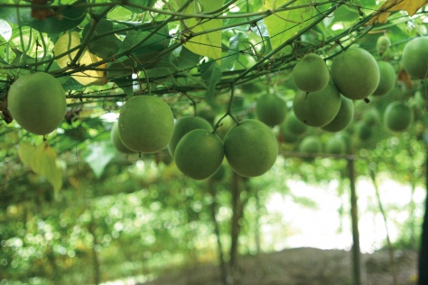 羅漢果<br />
（画像提供：セブン＆アイ出版）