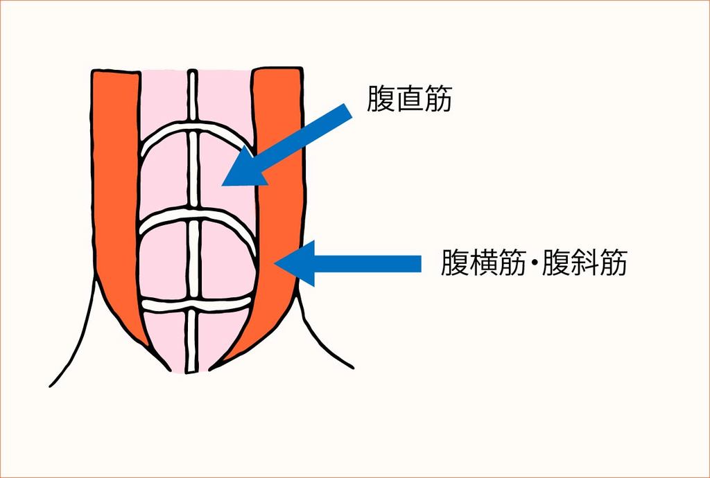 腹直筋、腹横筋、腹斜筋の図解