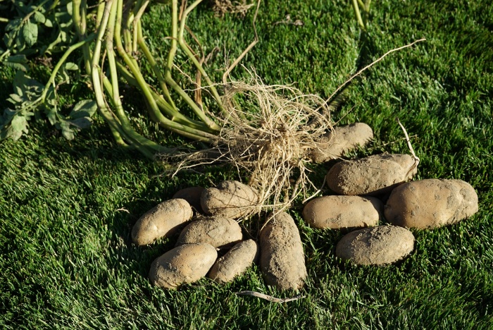 「マックフライポテト」で使用しているじゃがいも(画像提供:日本マクドナルド)