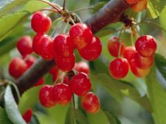 イチゴ狩りの次はこれ。旬の時期ど真ん中『さくらんぼ狩り』に出掛けましょ♡