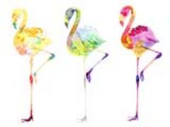 〈フラミンゴ,オウム,カモメ〉#鳥ネイルで見つけた夏の指先カタログ