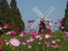 ［関東］オランダ風車とお花畑にかこまれて♡ピクニックで行きたいかわいい公園5選