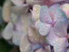 しっとり上品さを閉じ込めて。浴衣にも似合う紫陽花ネイルで一味違う夏を愉しむ