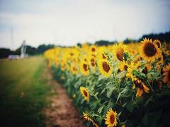 この夏、ヒロインになります宣言。ひまわり畑に着て行きたい"白ワンピース"図鑑