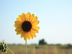 正しい日焼け止めの選び方。あなたの肌タイプに合わせて選びましょう