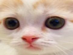 猫モチーフコスメにきゅん♡見るたび幸せ、癒しコスメをGETして