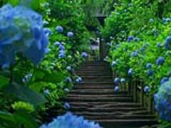 今が見頃！あじさいの青で染まる、【明月院ブルー】を見に鎌倉へいこうっ