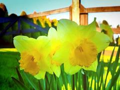 トレンドのイエローは髪の毛にも取り入れてお洒落を楽しむ